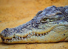 Comment un crocodile peut transformer un joueur