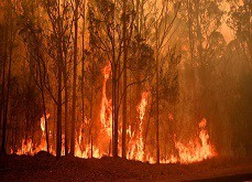 Incendies en Australie : le Casino Crown de Melbourne fait un don de 5 millions de dollars