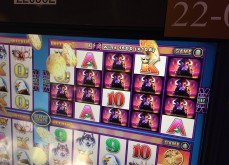 La machine à sous terrestre Buffalo, l'un des classiques des casinos de Vegas