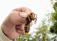 Un homme tente de voir les numéros gagnants de la loterie dans un nid d'abeilles géantes